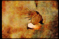 Wild Birds 352074 Sage Grouse Strutting A4 Limited Edition Watercolour Print