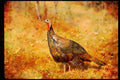 Wild Birds 352075 Merriams Wild Turkey, Hen A4 Limited Edition Watercolour Print