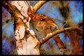 Wild Birds 352076 Ruffed Grouse Perched In A Birch Tree A4 Limited Edition Watercolour Print