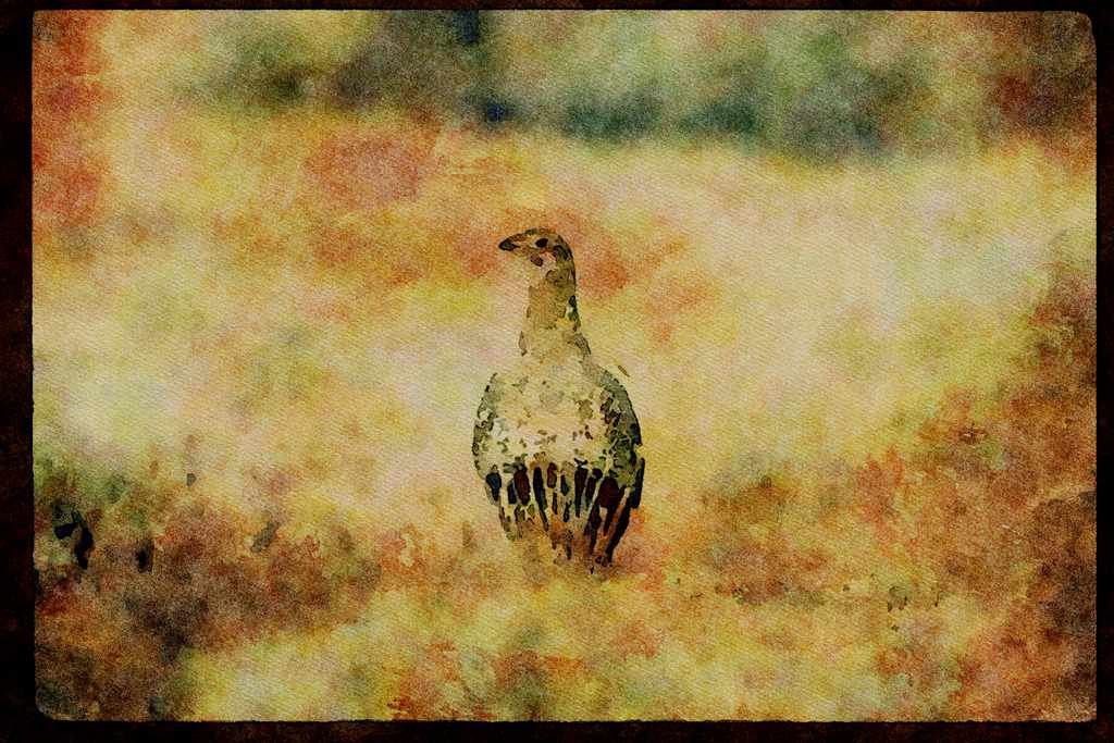 Wild Birds 352078 Sage Grouse, Hen A4 Limited Edition Watercolour Print