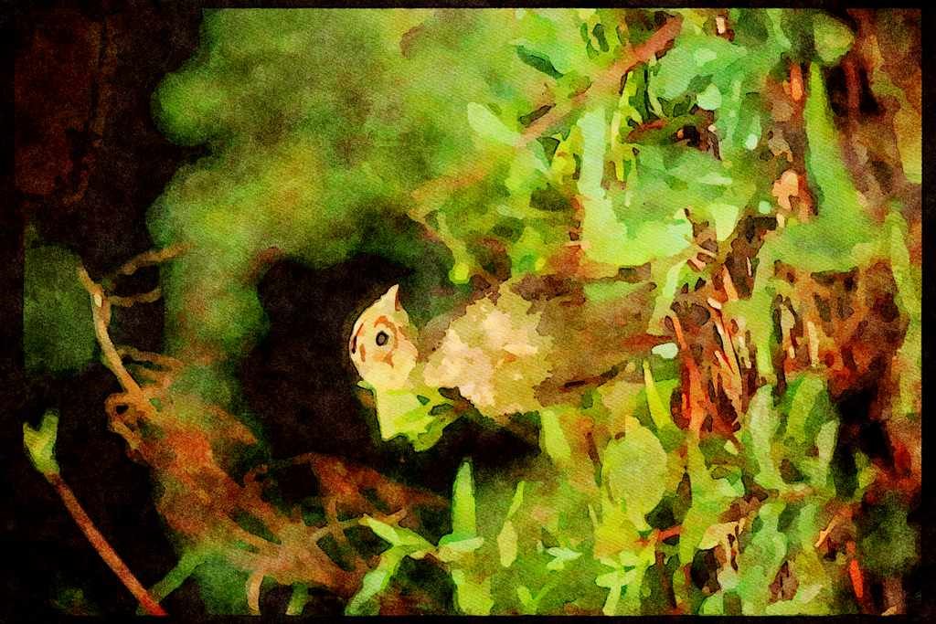 Wild Birds 352080 Ring necked Pheasant Chick (about One Week Old) A4 Limited Edition Watercolour Print