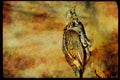 Wild Birds 352081 Ruffed Grouse A4 Limited Edition Watercolour Print