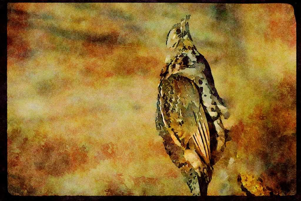 Wild Birds 352081 Ruffed Grouse A4 Limited Edition Watercolour Print