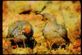 Wild Birds 352082 Desert Quail, Cock (left) And Hen (right) A4 Limited Edition Watercolour Print