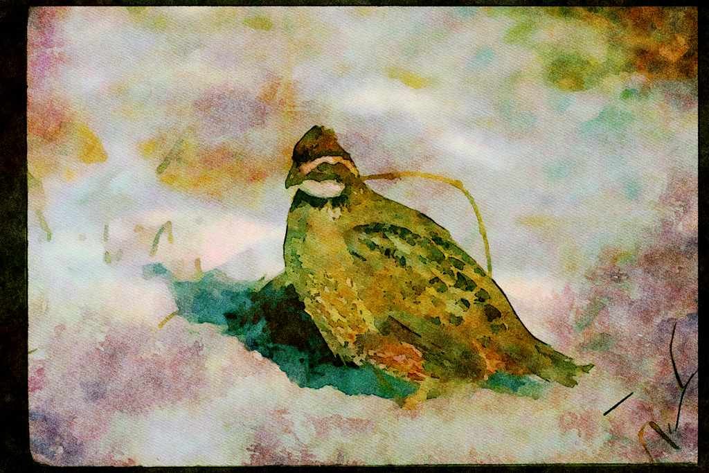 Wild Birds 352083 Bobwhite Quail, Cock In A Snowy Winter Field A4 Limited Edition Watercolour Print
