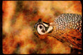 Wild Birds 352085 Mearns Quail,cock Calling A4 Limited Edition Watercolour Print