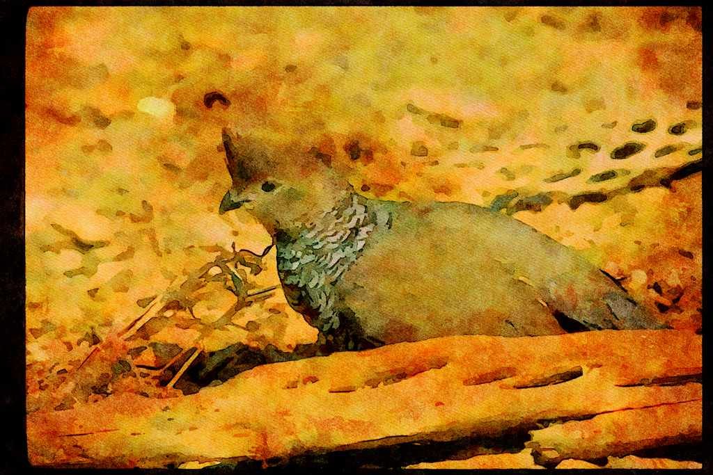 Wild Birds 352087 Scaled Quail A4 Limited Edition Watercolour Print