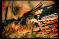 Wild Birds 352090 Ruffed Grouse Standing On An Old Stump A4 Limited Edition Watercolour Print