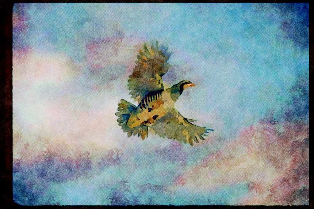 Wild Birds 352091 Chukar Partridge In Flight A4 Limited Edition Watercolour Print