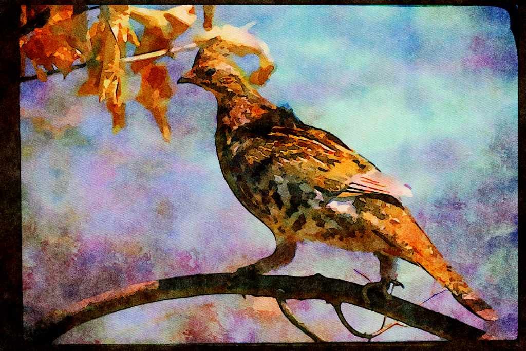Wild Birds 352092 Ruffed Grouse Perched On A Tree Limb A4 Limited Edition Watercolour Print