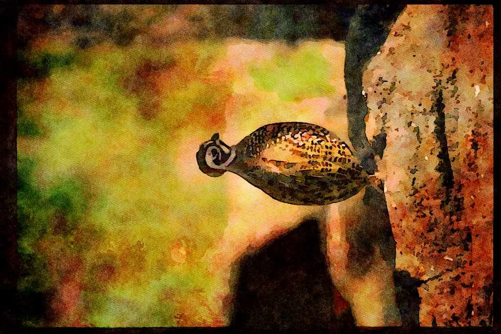 Wild Birds 352093 Mearns Quail, Cock A4 Limited Edition Watercolour Print