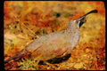 Wild Birds 352094 Desert Quail, Cock A4 Limited Edition Watercolour Print
