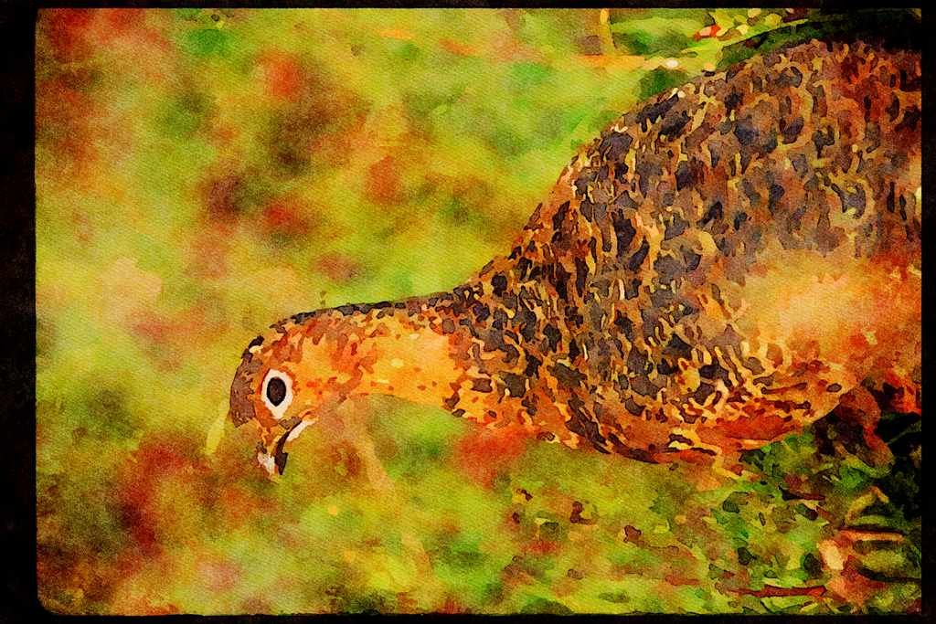 Wild Birds 352095 Willow Ptarmigan, Hen In Summer A4 Limited Edition Watercolour Print