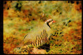 Wild Birds 352096 Chukar Partridge A4 Limited Edition Watercolour Print