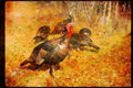 Wild Birds 352097 Merriams Wild Turkeys, Big Gobbler And Flock A4 Limited Edition Watercolour Print