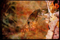 Wild Birds 352098 Ruffed Grouse Standing On A Birch Log A4 Limited Edition Watercolour Print