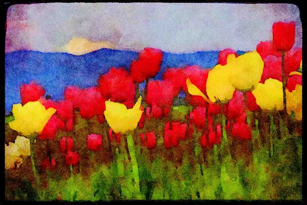 Wild Flowers Plants 013000 Pink And Yellow Tulips Mixed A4 Limited Edition Watercolour Print