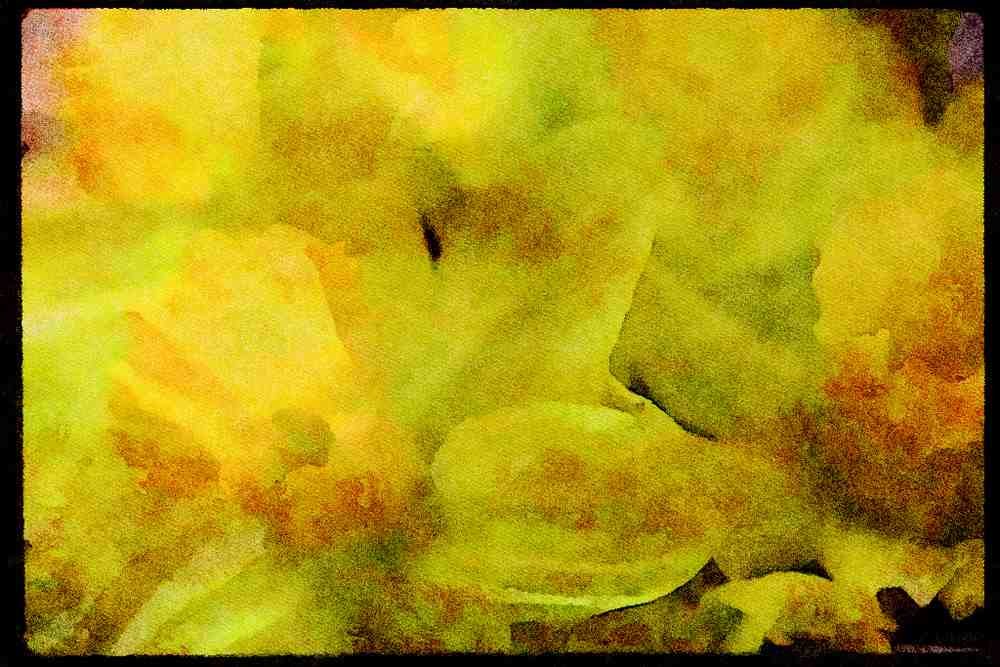 Wild Flowers Plants 013002 Daffodils Close Up A4 Limited Edition Watercolour Print