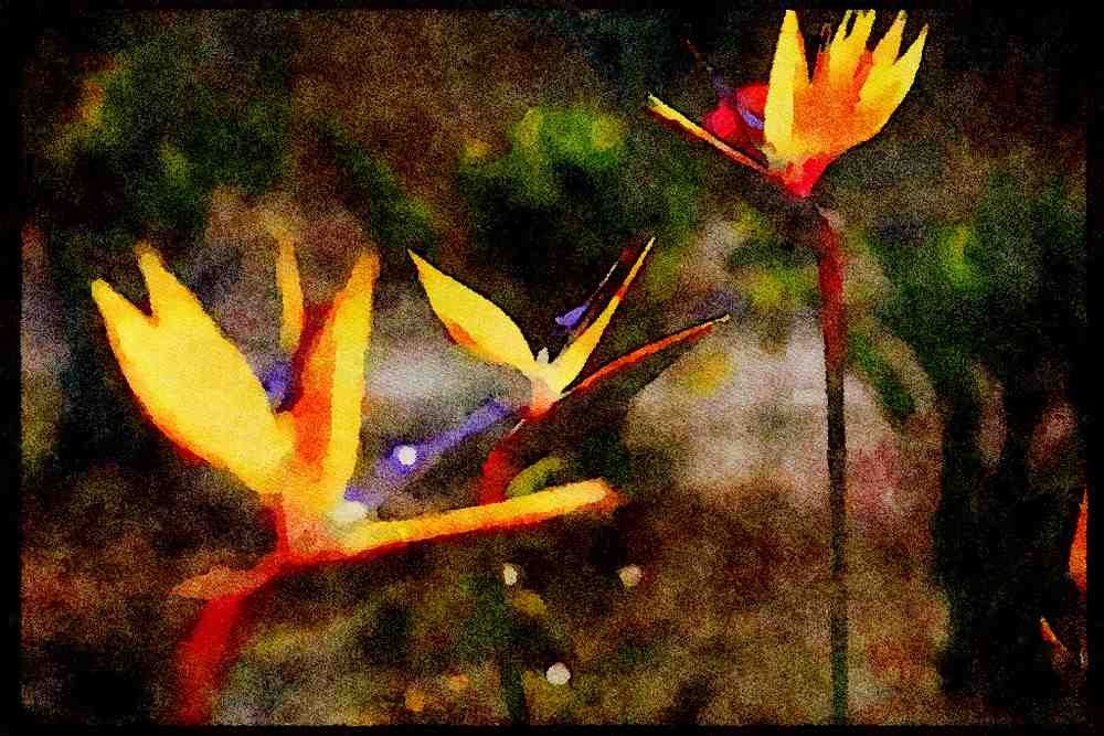 Wild Flowers Plants 013003 Bird Of Paradise A4 Limited Edition Watercolour Print