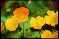 Wild Flowers Plants 013004 Yellow And Orange Poppies A4 Limited Edition Watercolour Print