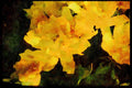 Wild Flowers Plants 013008 Double flowered Tulips A4 Limited Edition Watercolour Print