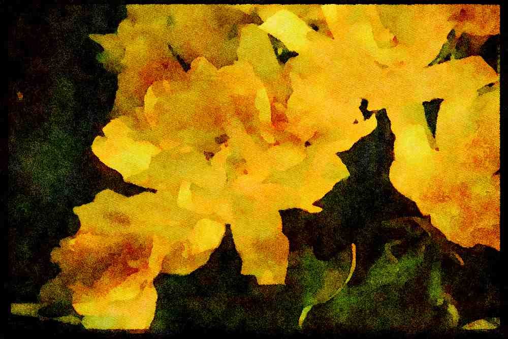 Wild Flowers Plants 013008 Double flowered Tulips A4 Limited Edition Watercolour Print