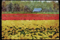 Wild Flowers Plants 013010 Yellow And Red Tulip Farm A4 Limited Edition Watercolour Print