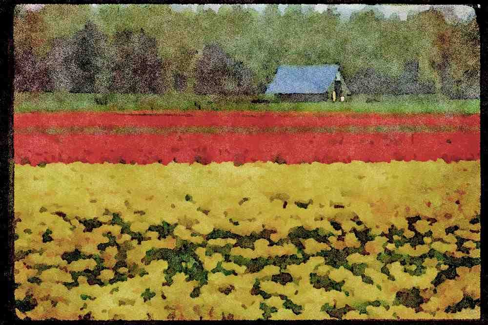 Wild Flowers Plants 013010 Yellow And Red Tulip Farm A4 Limited Edition Watercolour Print