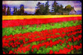 Wild Flowers Plants 013012 Red And Yellow Tulip Field A4 Limited Edition Watercolour Print