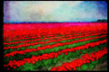 Wild Flowers Plants 013013 Red And Pink Tulip Field A4 Limited Edition Watercolour Print