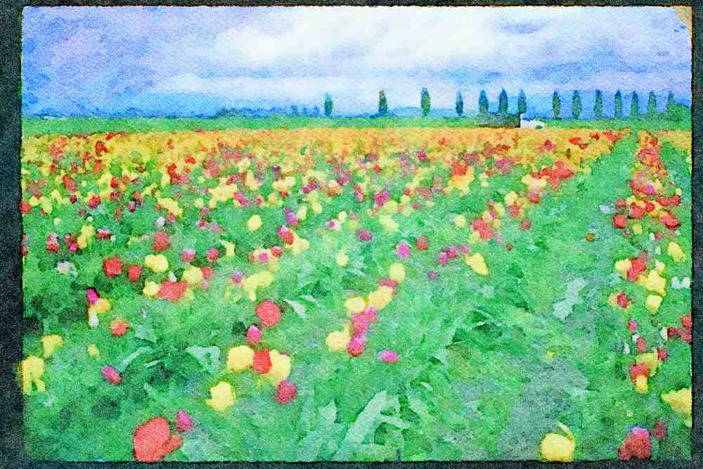 Wild Flowers Plants 013014 Rows Of Mixed Tulips Close Up A4 Limited Edition Watercolour Print