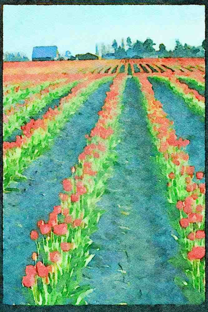 Wild Flowers Plants 013015 Rolling Field Rows Of Red Tulips A4 Limited Edition Watercolour Print
