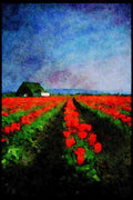 Wild Flowers Plants 013016 Straight Rows Of Red Tulips And Barn A4 Limited Edition Watercolour Print