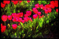 Wild Flowers Plants 013017 Deep Pink Tulips A4 Limited Edition Watercolour Print