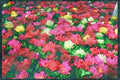 Wild Flowers Plants 013018 Mixed Double Tulips A4 Limited Edition Watercolour Print