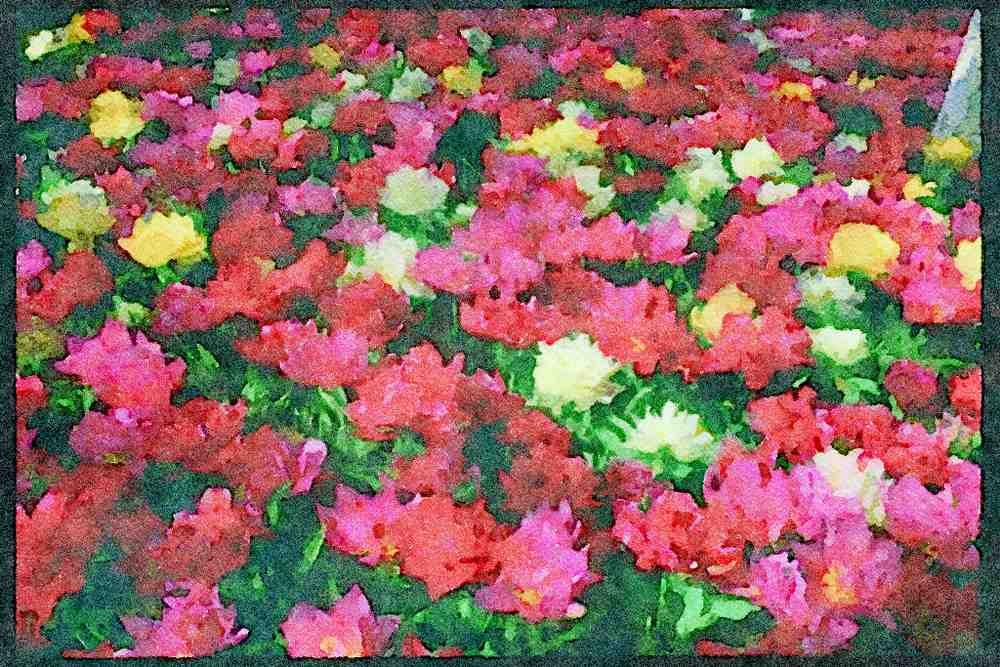 Wild Flowers Plants 013018 Mixed Double Tulips A4 Limited Edition Watercolour Print