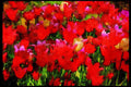 Wild Flowers Plants 013019 Mixed Varieties Of Red Tulips A4 Limited Edition Watercolour Print