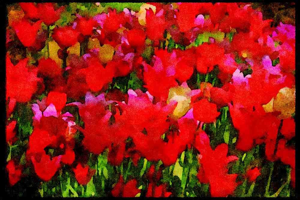 Wild Flowers Plants 013019 Mixed Varieties Of Red Tulips A4 Limited Edition Watercolour Print
