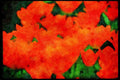 Wild Flowers Plants 013022 Deep Orange Tulips Opening Wide A4 Limited Edition Watercolour Print