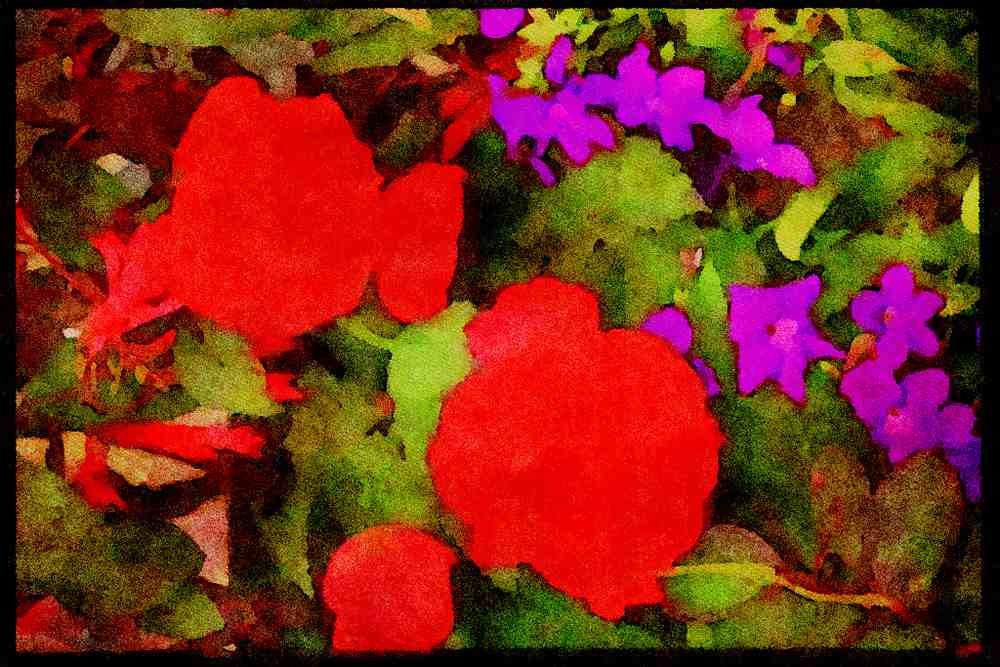 Wild Flowers Plants 013024 Red Ranunculus And Purple Browalia A4 Limited Edition Watercolour Print