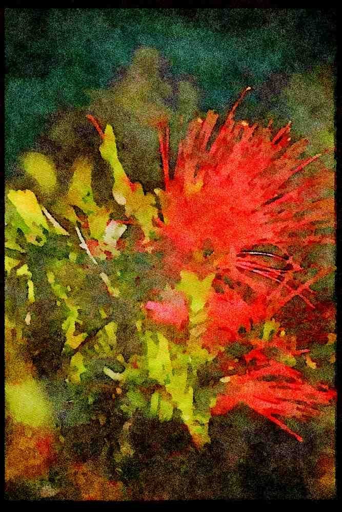 Wild Flowers Plants 013026 Pink Whiskery Flower A4 Limited Edition Watercolour Print