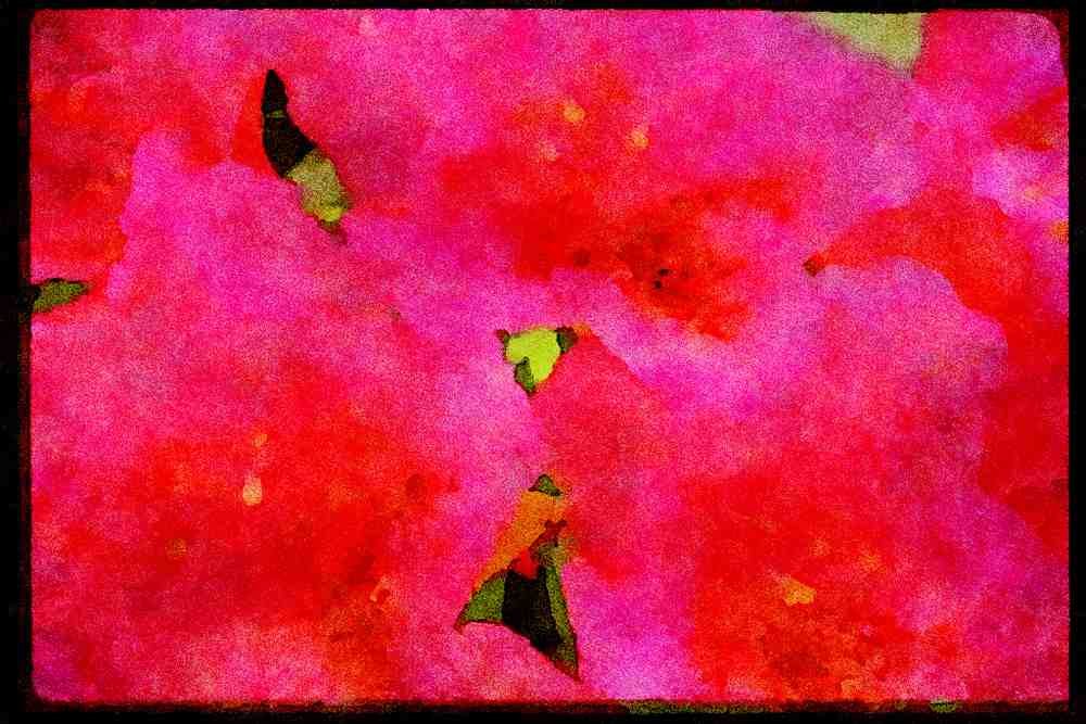 Wild Flowers Plants 013028 Pink Azaleas With Dewdrops A4 Limited Edition Watercolour Print