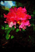 Wild Flowers Plants 013029 Pink Rhododendron Cluster A4 Limited Edition Watercolour Print