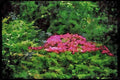 Wild Flowers Plants 013030 Pink Azalea Bush A4 Limited Edition Watercolour Print