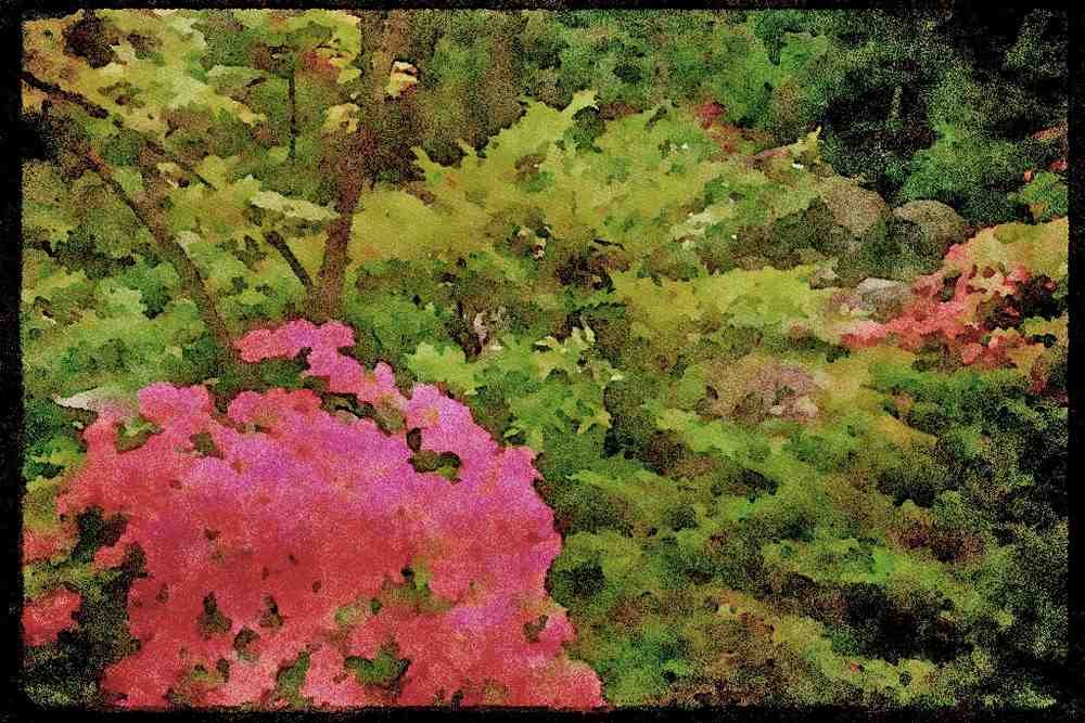 Wild Flowers Plants 013031 Pink Azalea Bush Amid Shrubs A4 Limited Edition Watercolour Print