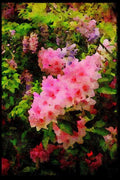 Wild Flowers Plants 013032 Pale Pink Rhododendrons A4 Limited Edition Watercolour Print