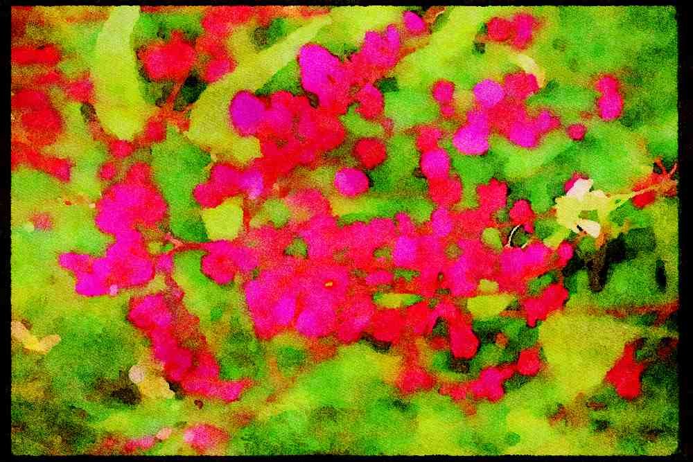 Wild Flowers Plants 013033 Red Vine Flowers A4 Limited Edition Watercolour Print