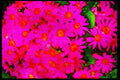 Wild Flowers Plants 013034 Dark Pink Chrysanthemums A4 Limited Edition Watercolour Print