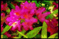 Wild Flowers Plants 013036 Shaded Pink Azalea Cluster A4 Limited Edition Watercolour Print