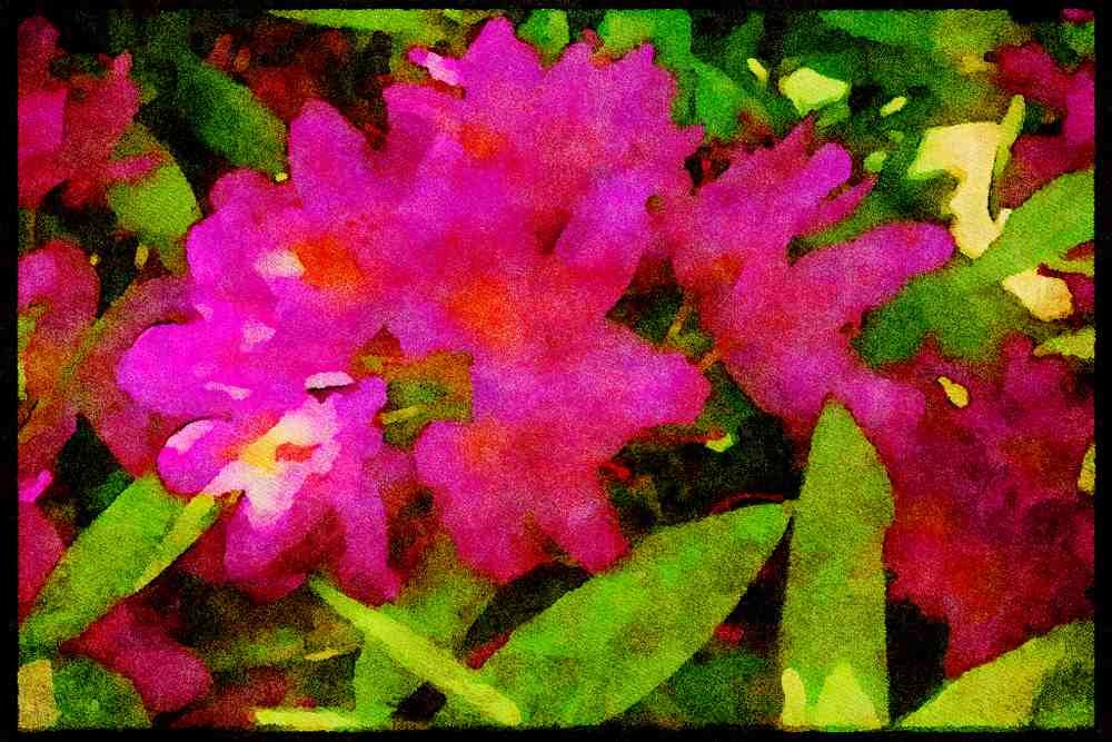 Wild Flowers Plants 013036 Shaded Pink Azalea Cluster A4 Limited Edition Watercolour Print